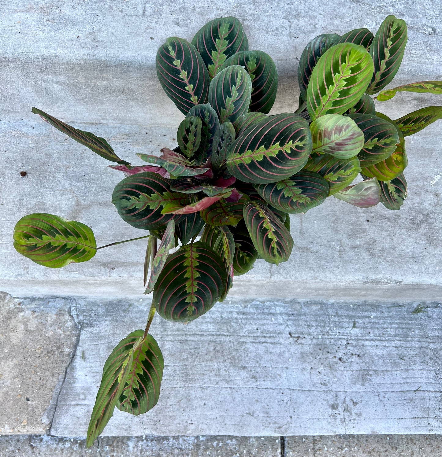 Maranta leuconeura var. erythroneura 'Red prayer plant'