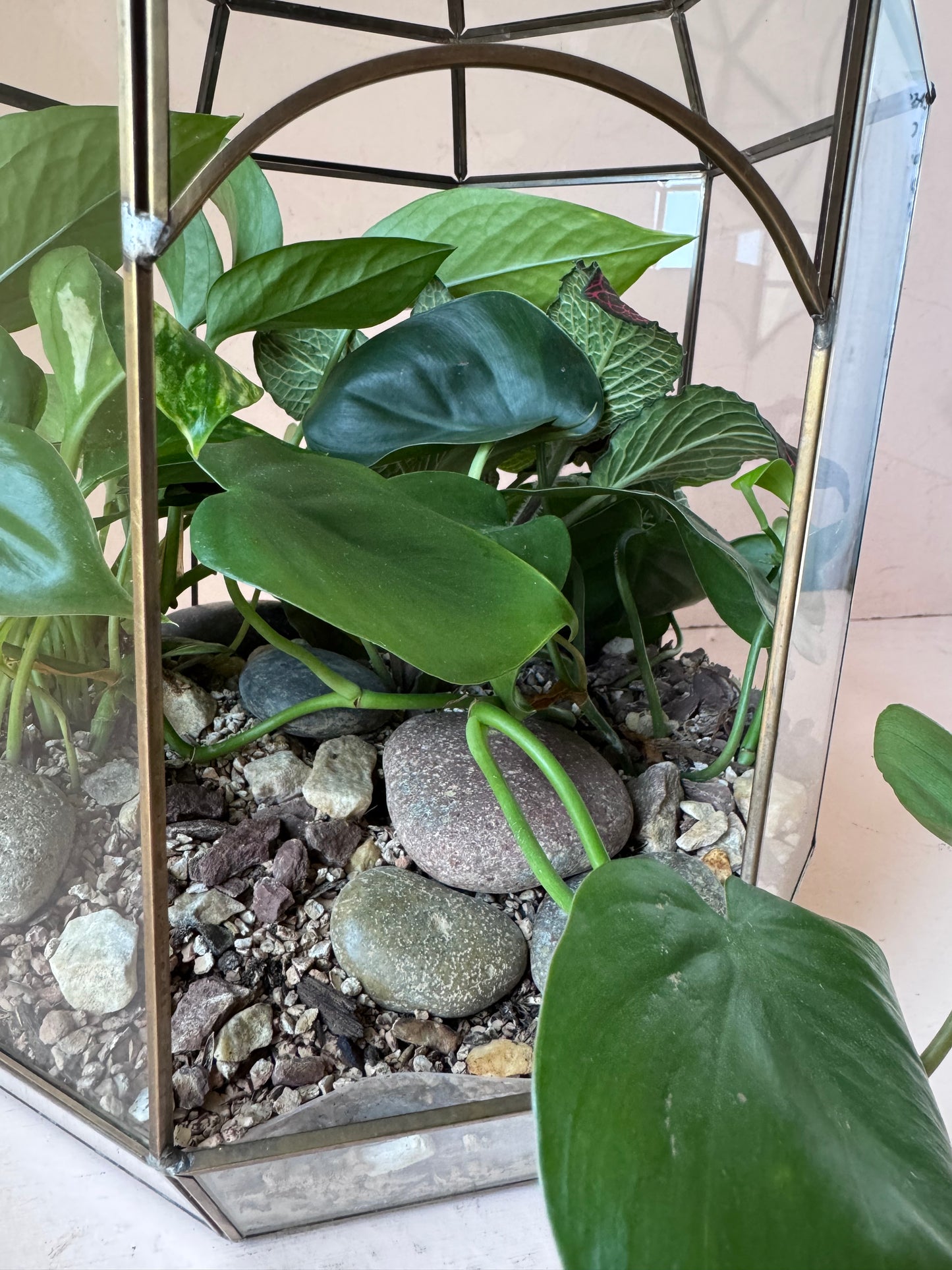 Tropical Planted Solarium Glass Terrarium