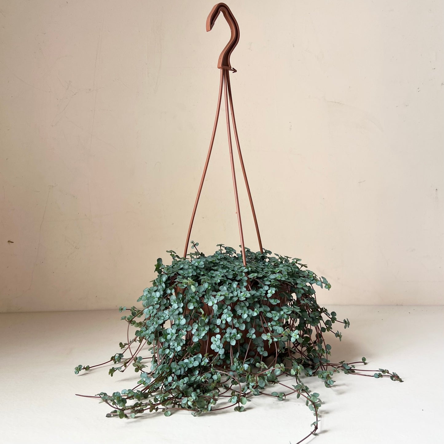 Pilea glauca 'Aquamarine