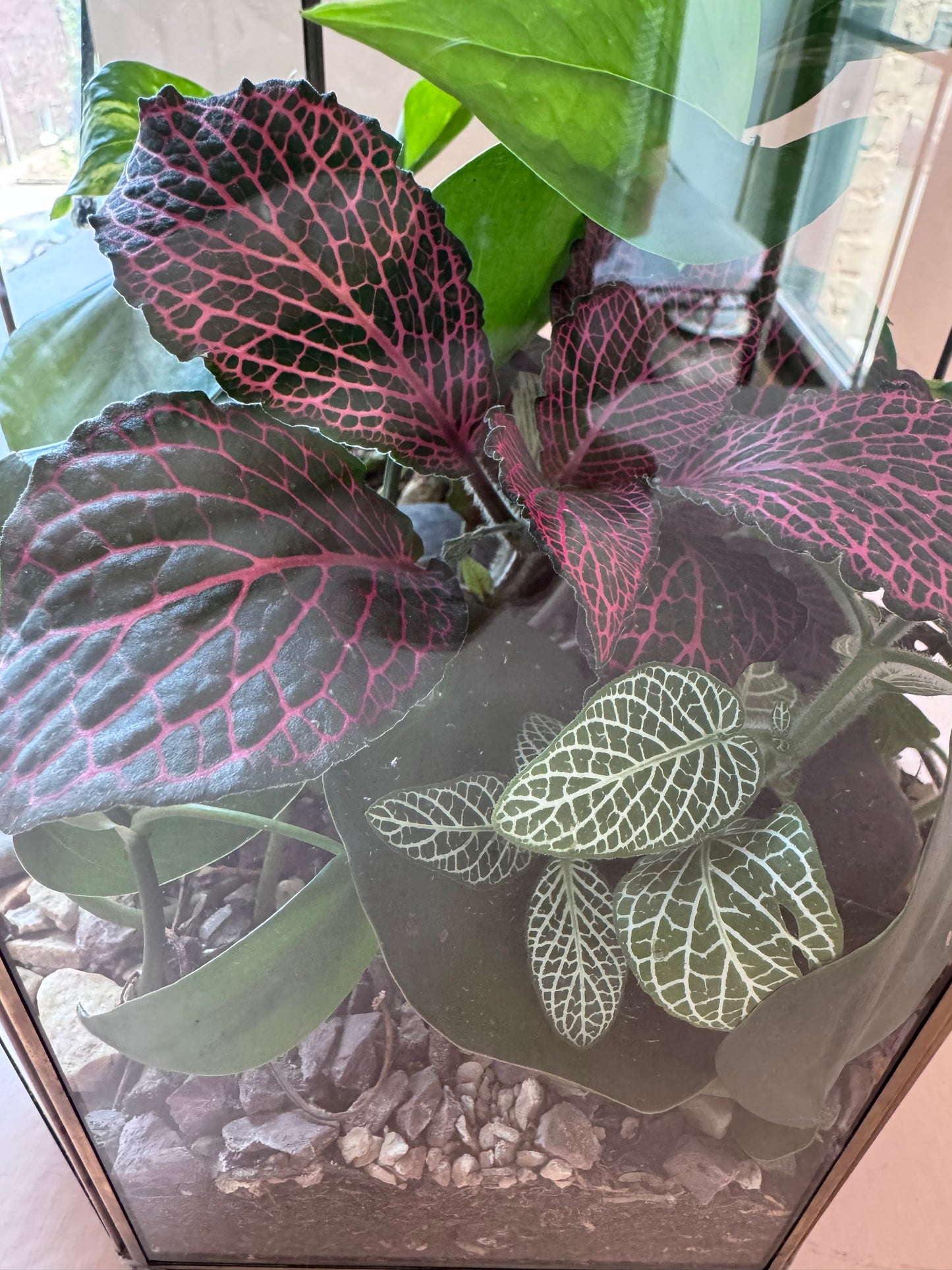 Tropical Planted Solarium Glass Terrarium