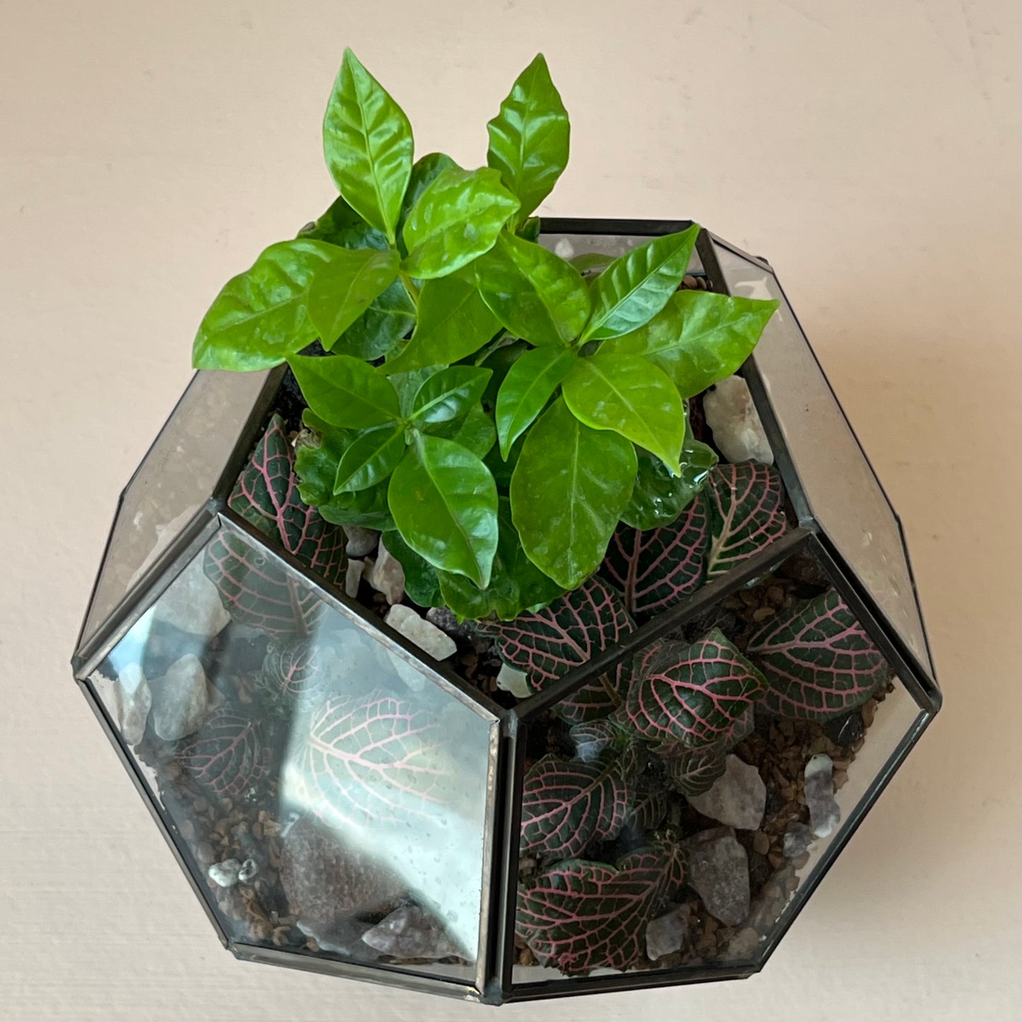 Tropical Planted Dome Glass Terrarium