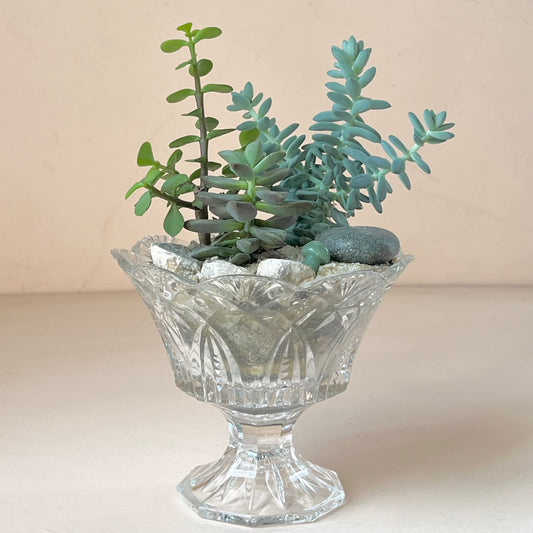 Succulent Terrarium in Vintage Glassware