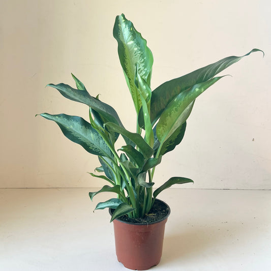 Dieffenbachia 'Panther'