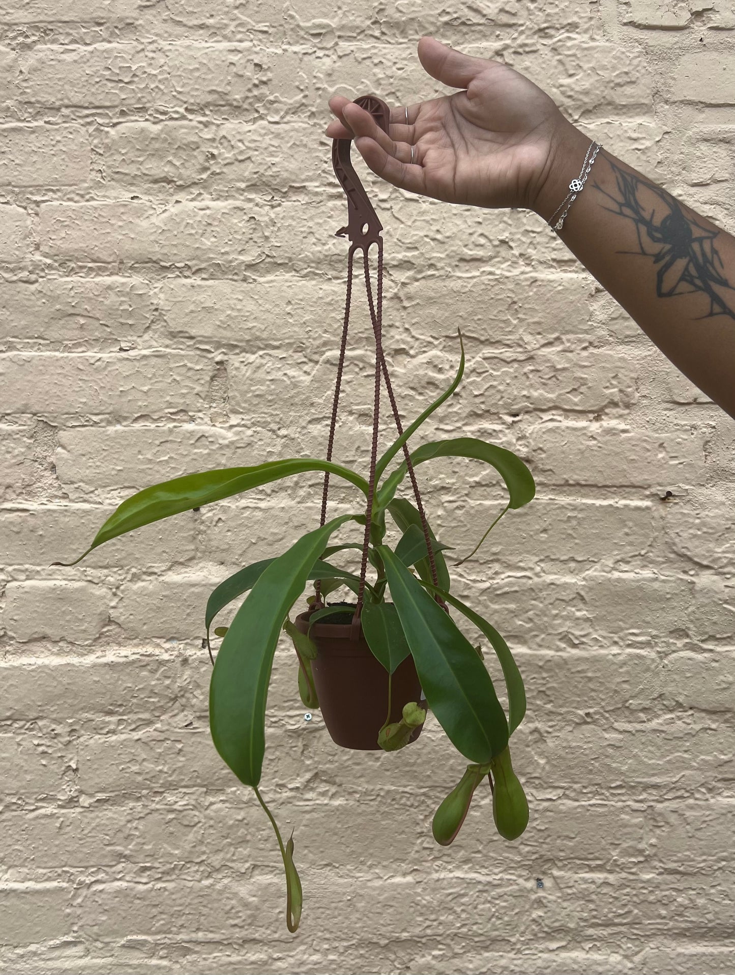 Nepenthes 'Pitcher Plant'