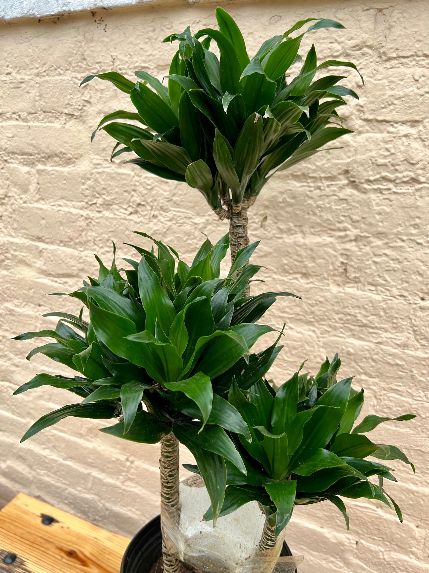 Rental Dracaena fragrans 'JC Compacta Cane'