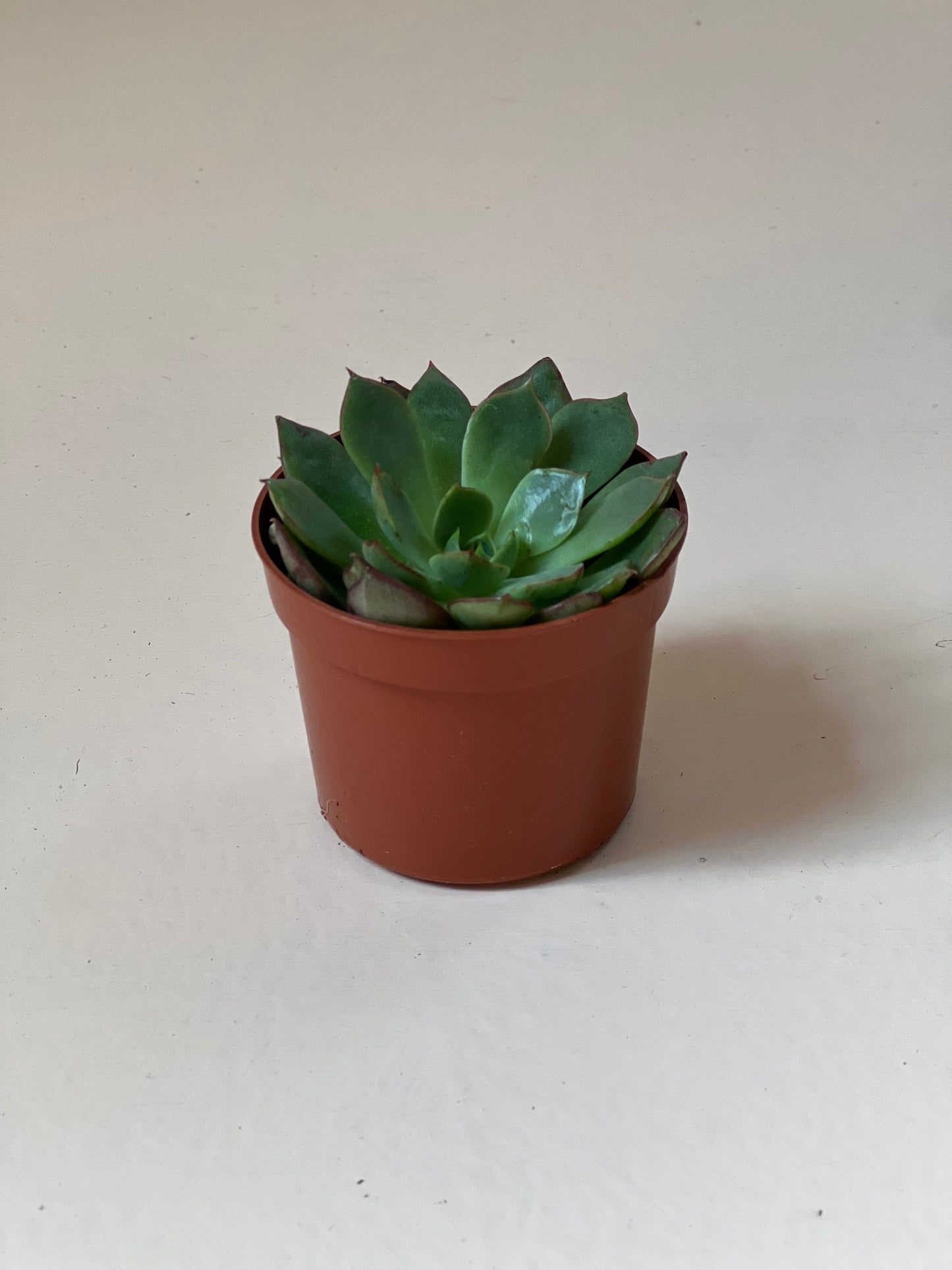 Echeveria 'Love Fire'