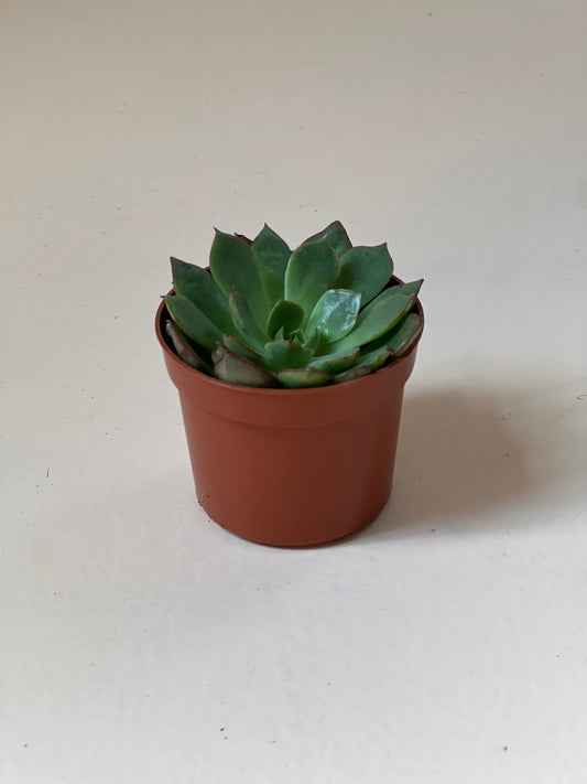 Echeveria 'Love Fire'