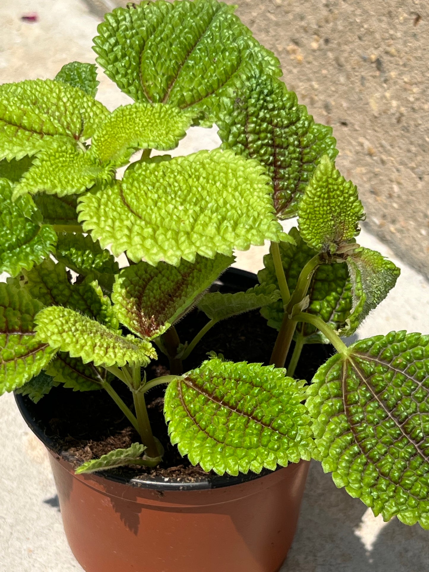 Pilea 'Moon Valley'
