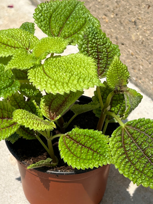 Pilea 'Moon Valley'