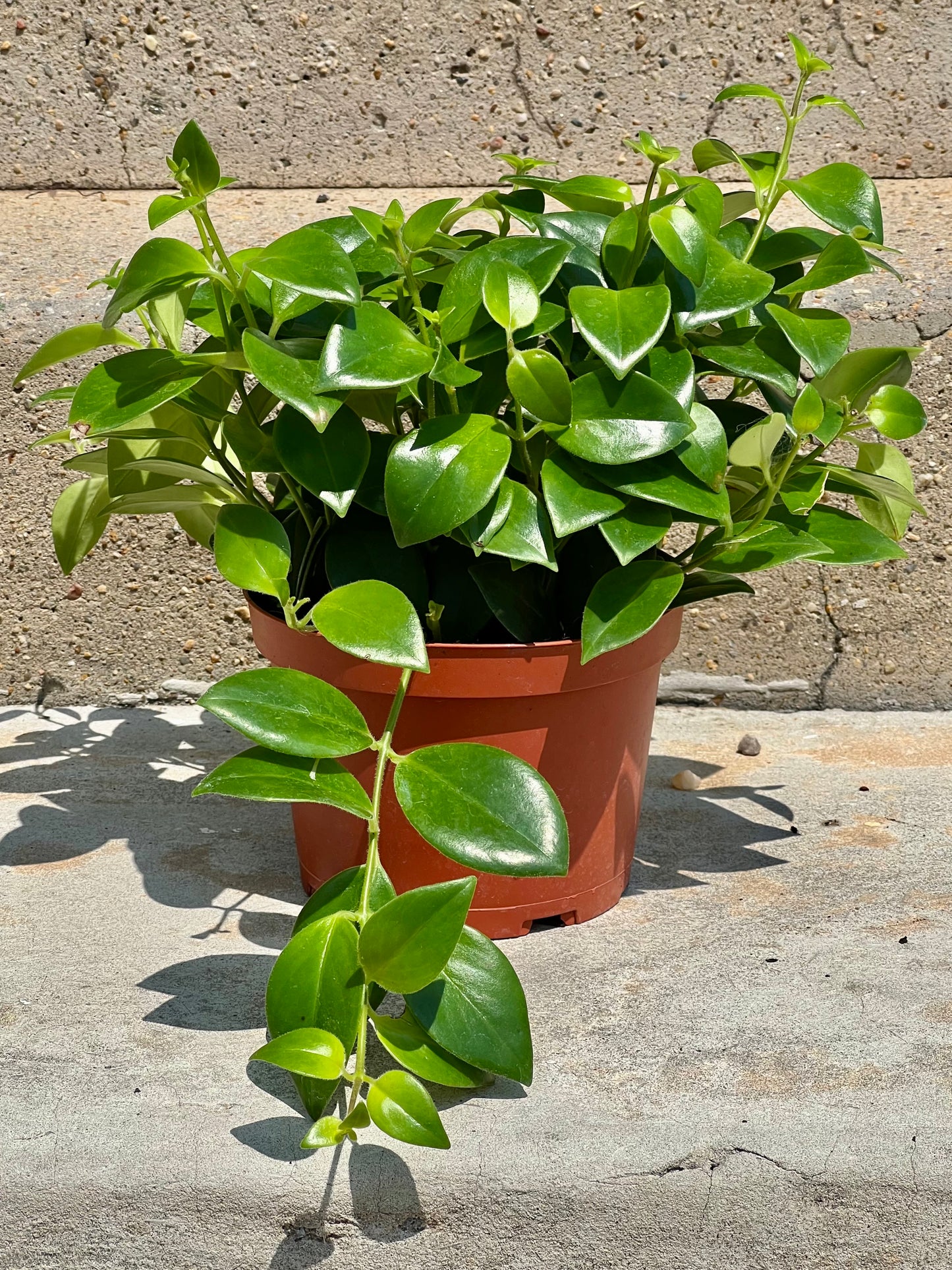 Aeschynanthus radicans 'Lipstick Plant'
