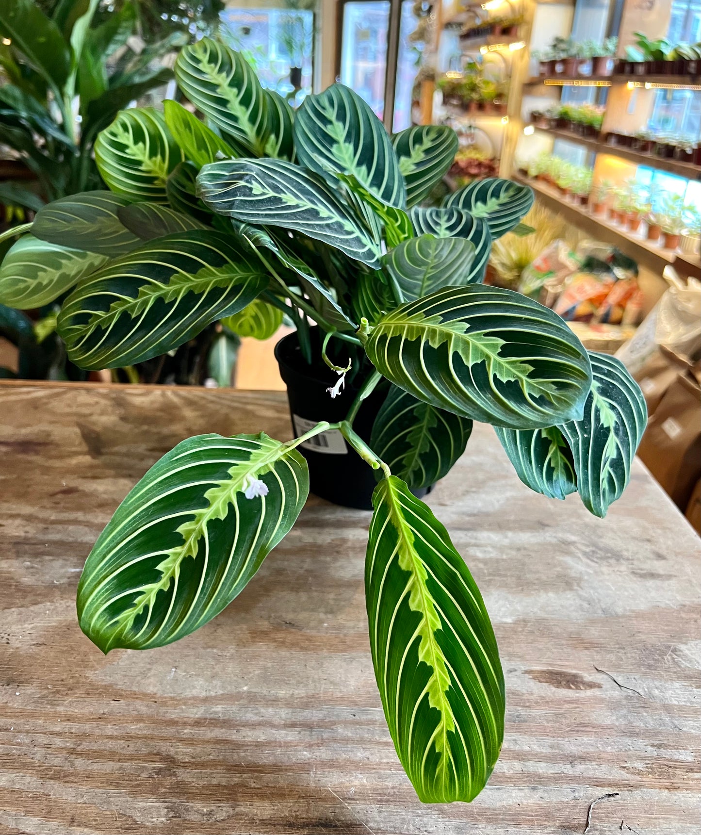 Maranta leuconeura 'Lemon Lime Prayer Plant'