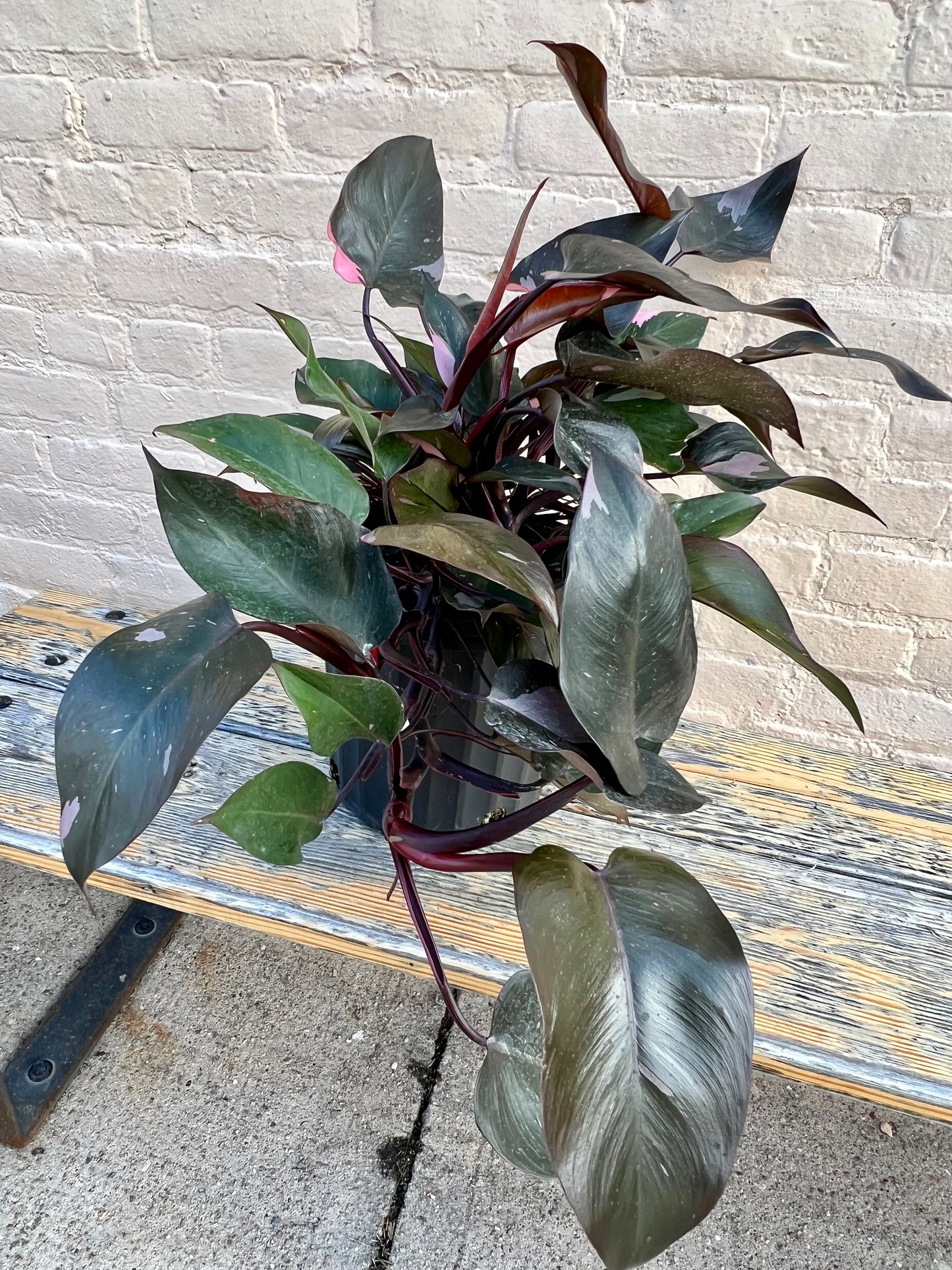 Philodendron erubescens 'Pink Princess'