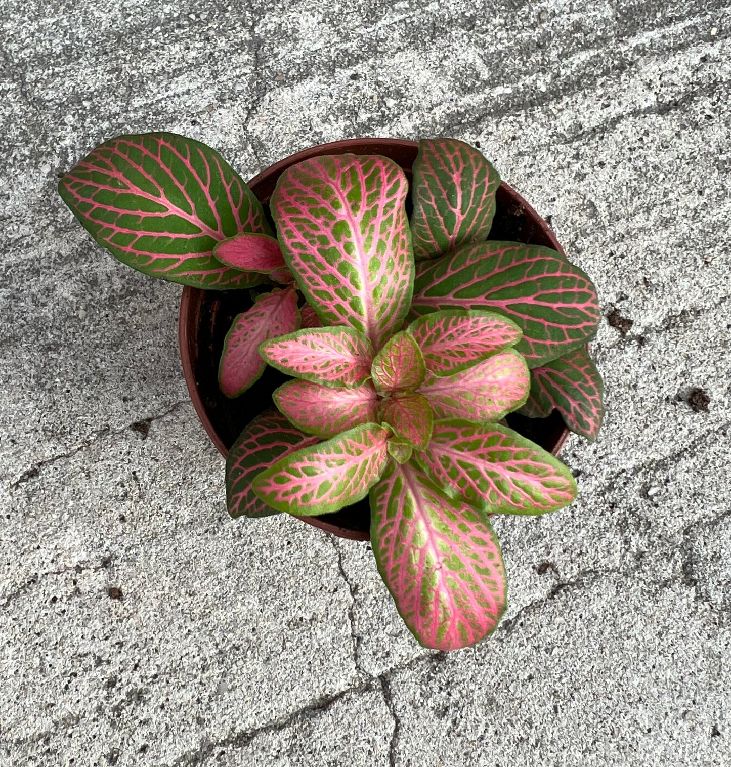 Fittonia Zam- 'Ruby Lime'