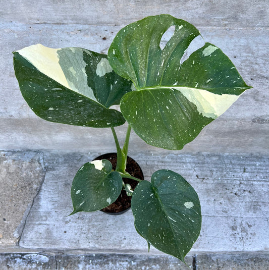 Monstera Deliciosa 'Thai Constellation'