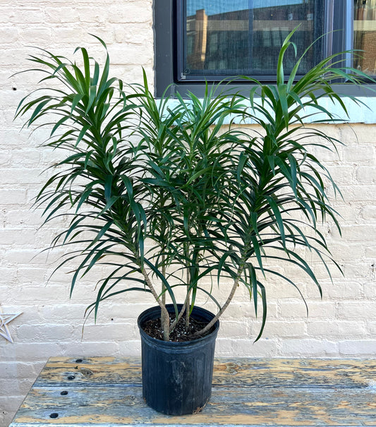 Dracaena Anita Bush