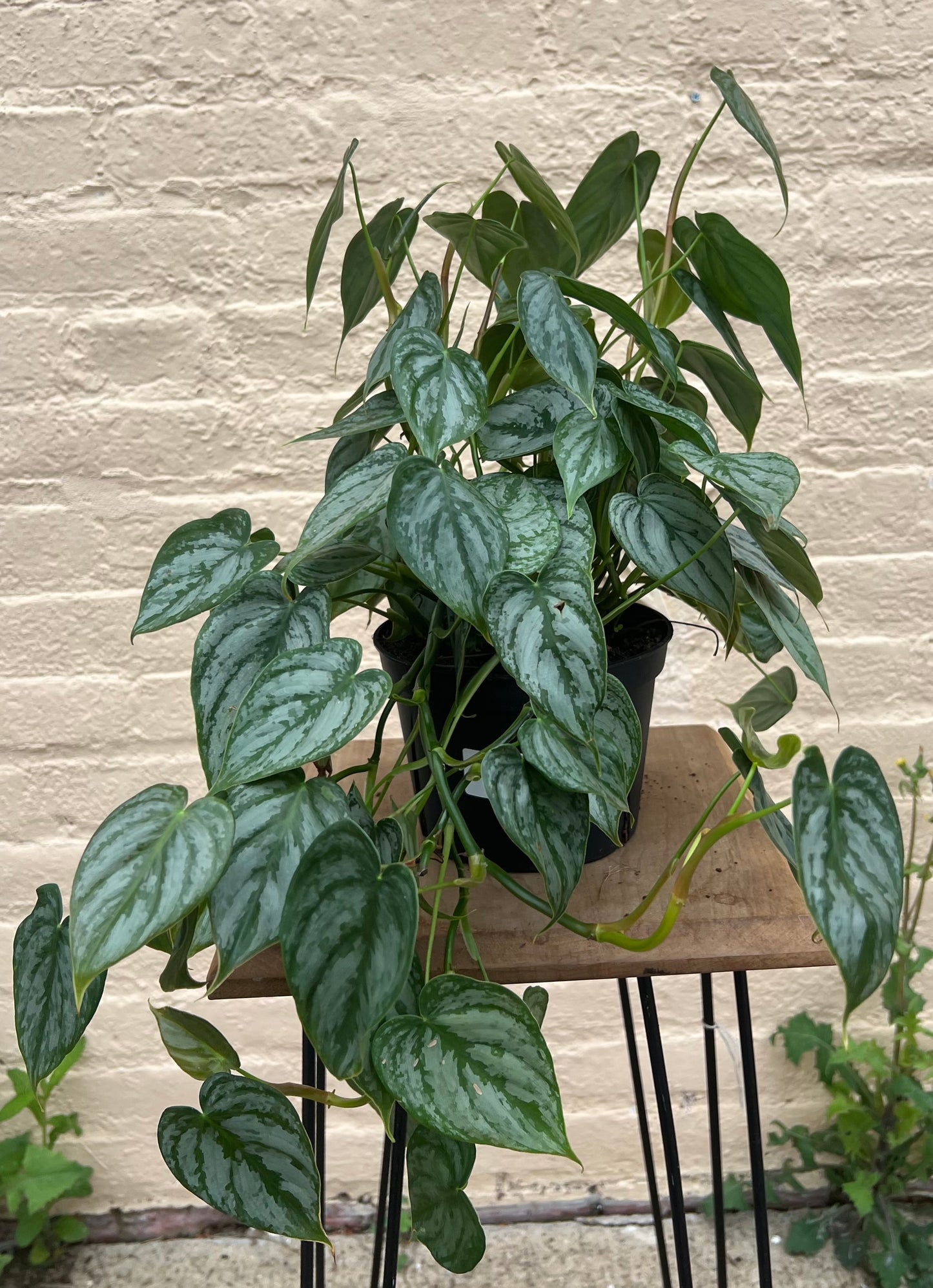 Philodendron brandtianum