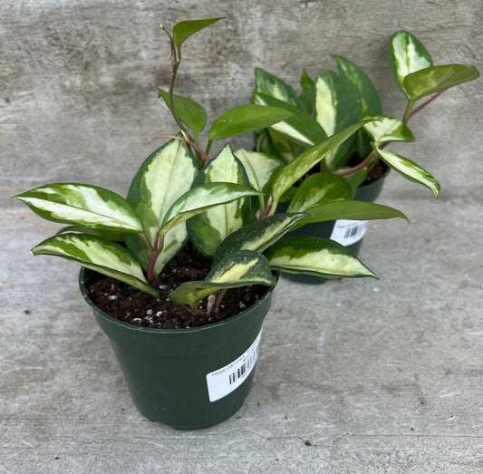 Hoya carnosa  'Krimson Princess'