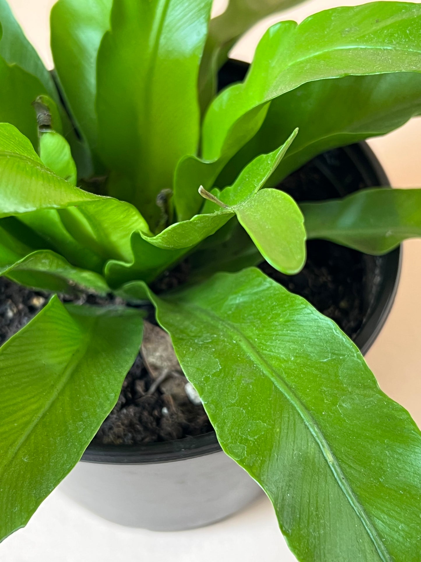 Asplenium 'Birdsnest Fern'