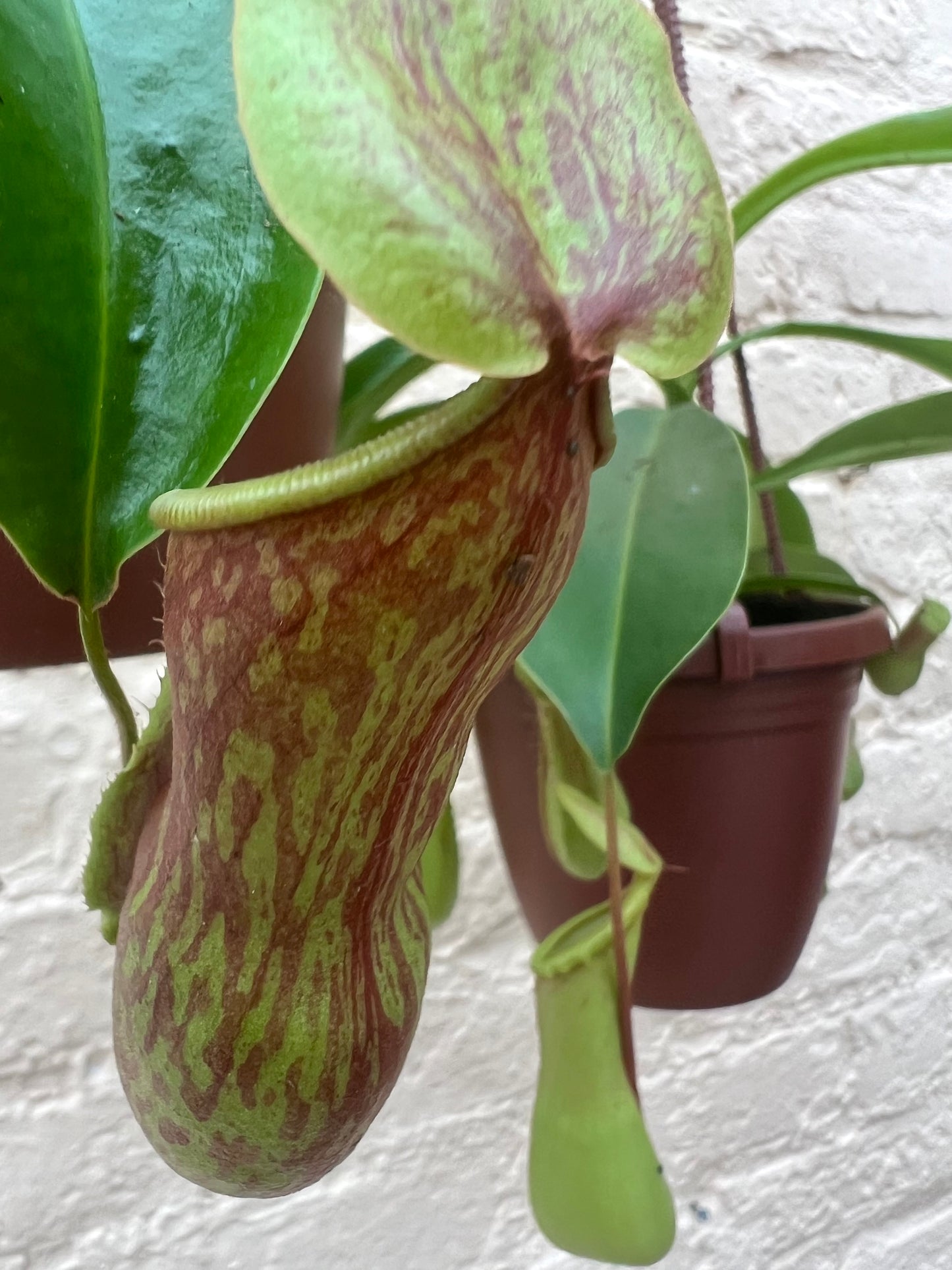 Nepenthes 'Pitcher Plant'