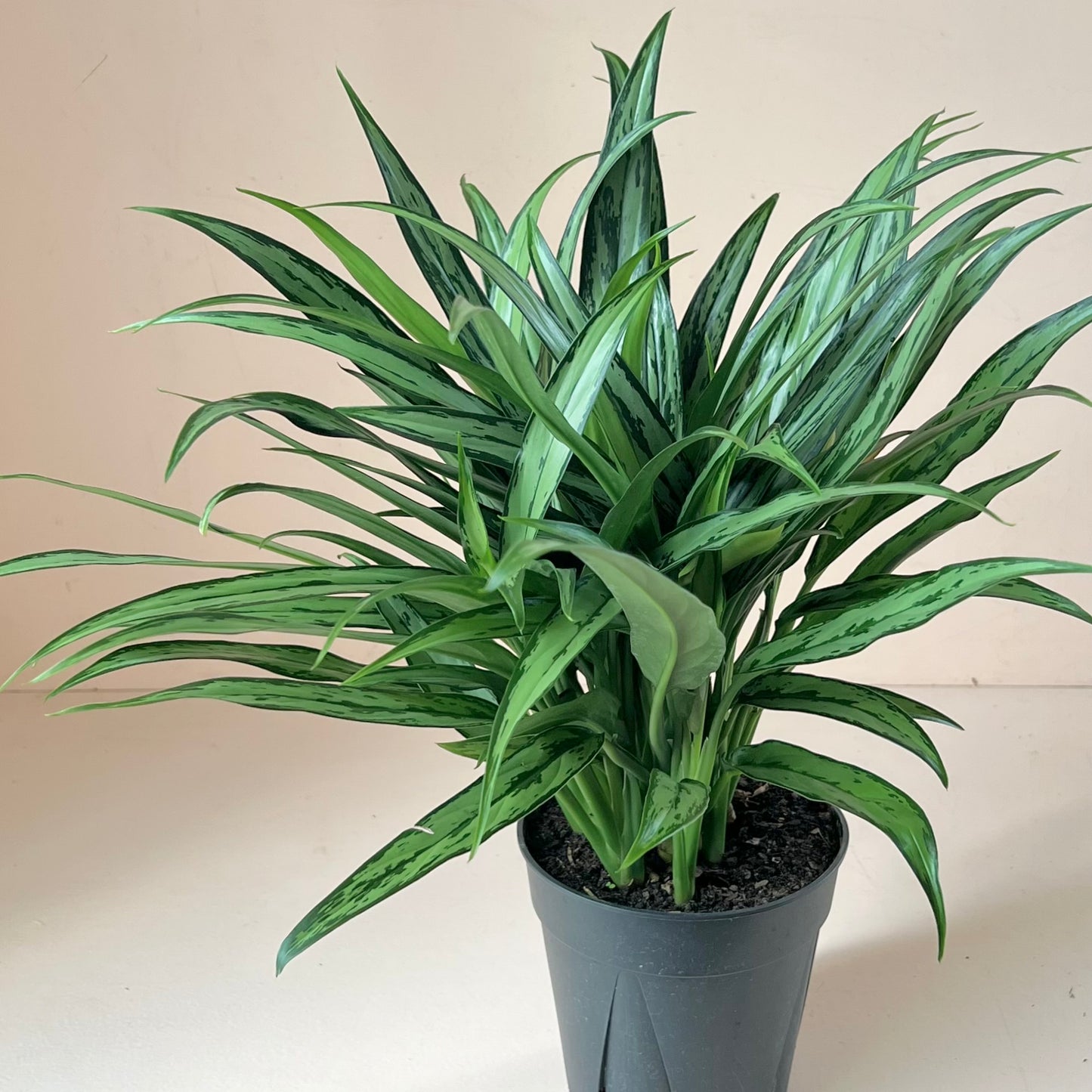 Aglaonema 'Cutlass'