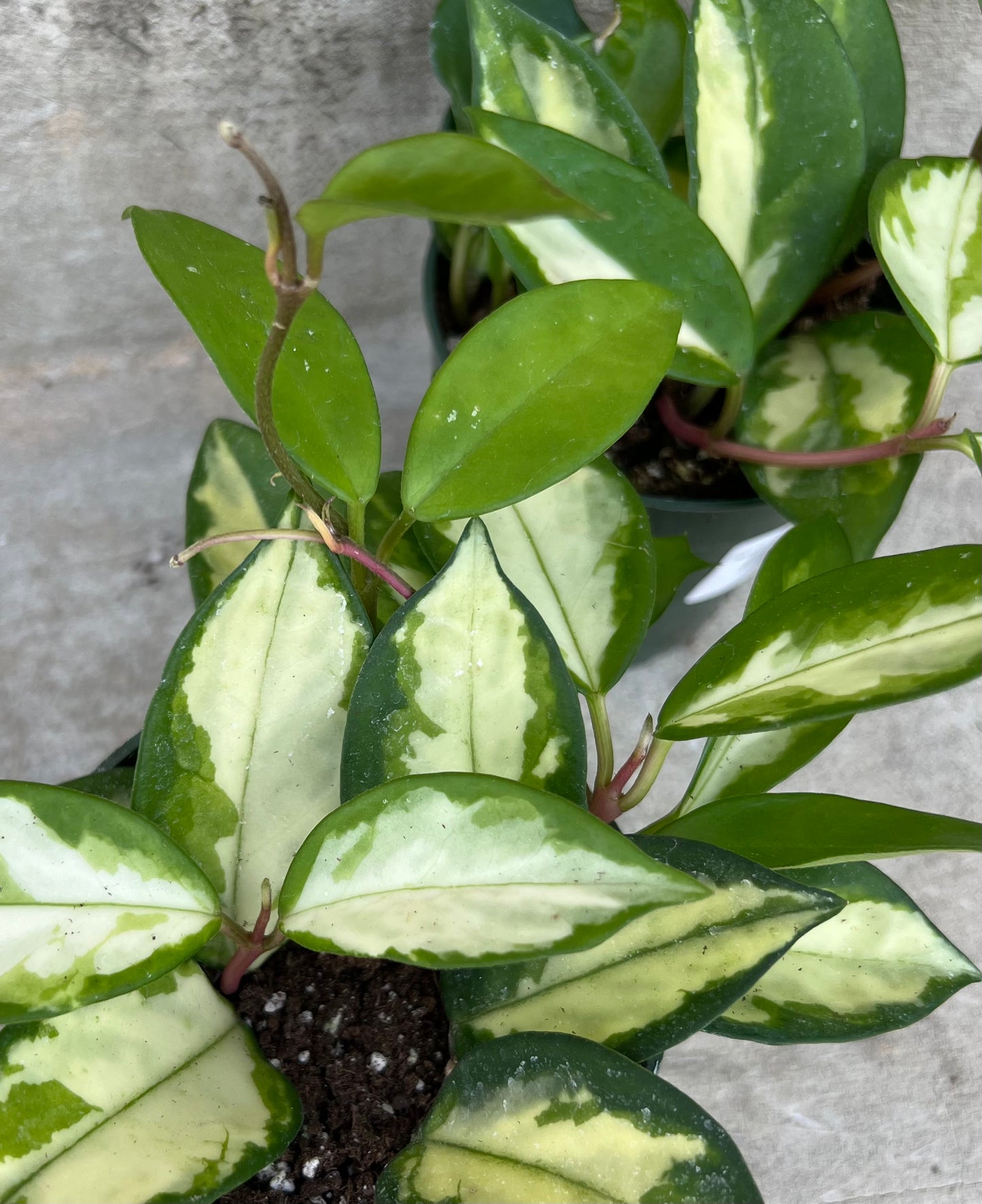 Hoya carnosa  'Krimson Princess'