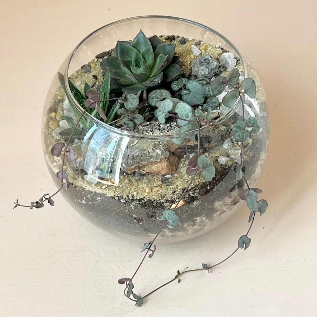8" Succulent Globe Terrarium