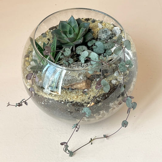 8" Succulent Globe Terrarium