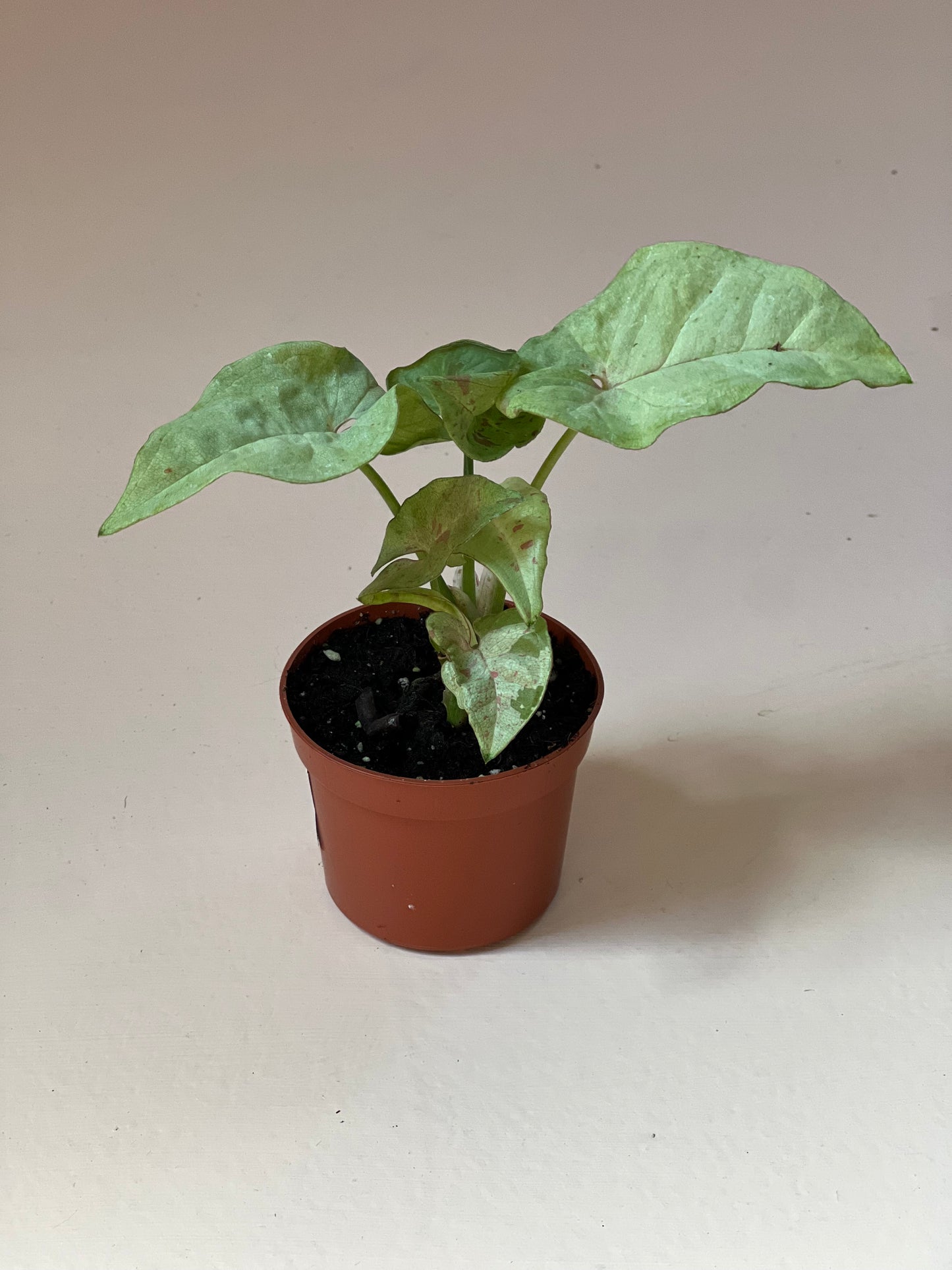 Syngonium 'Milk Confetti'