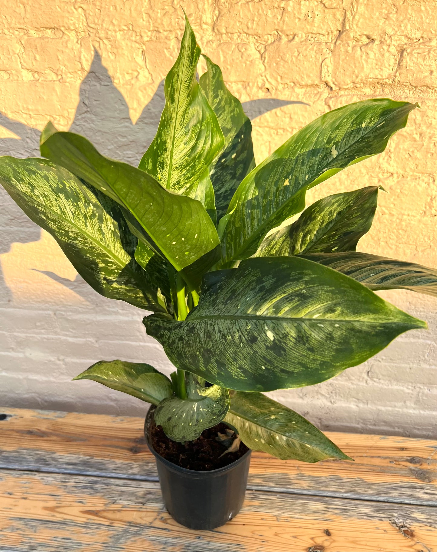 Dieffenbachia 'Snow'