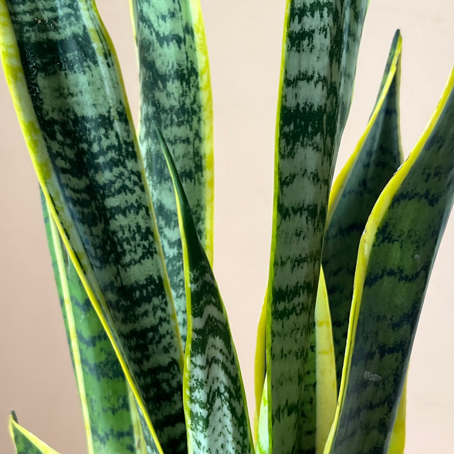 Sansevieria trifasciata 'Laurentii'