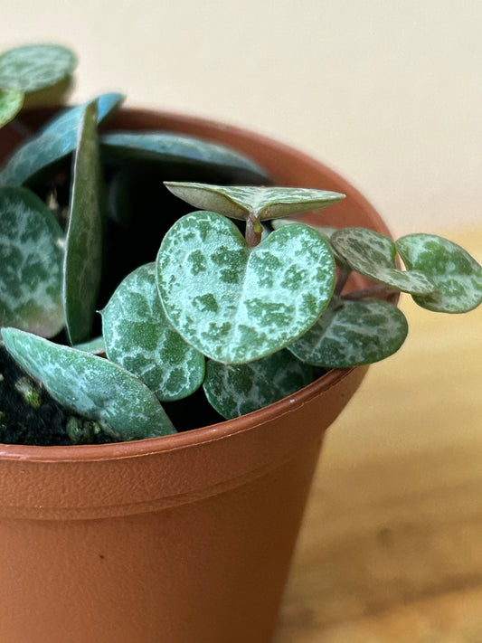 Ceropegia woodii 'String of Hearts'