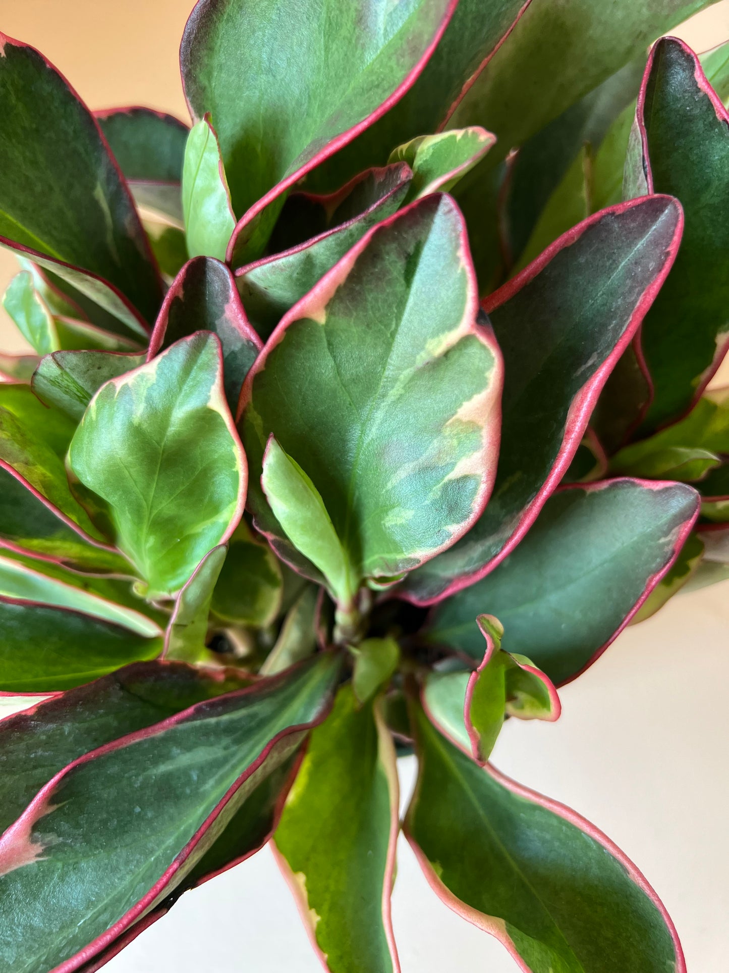 Peperomia clusifolia 'Ginny'