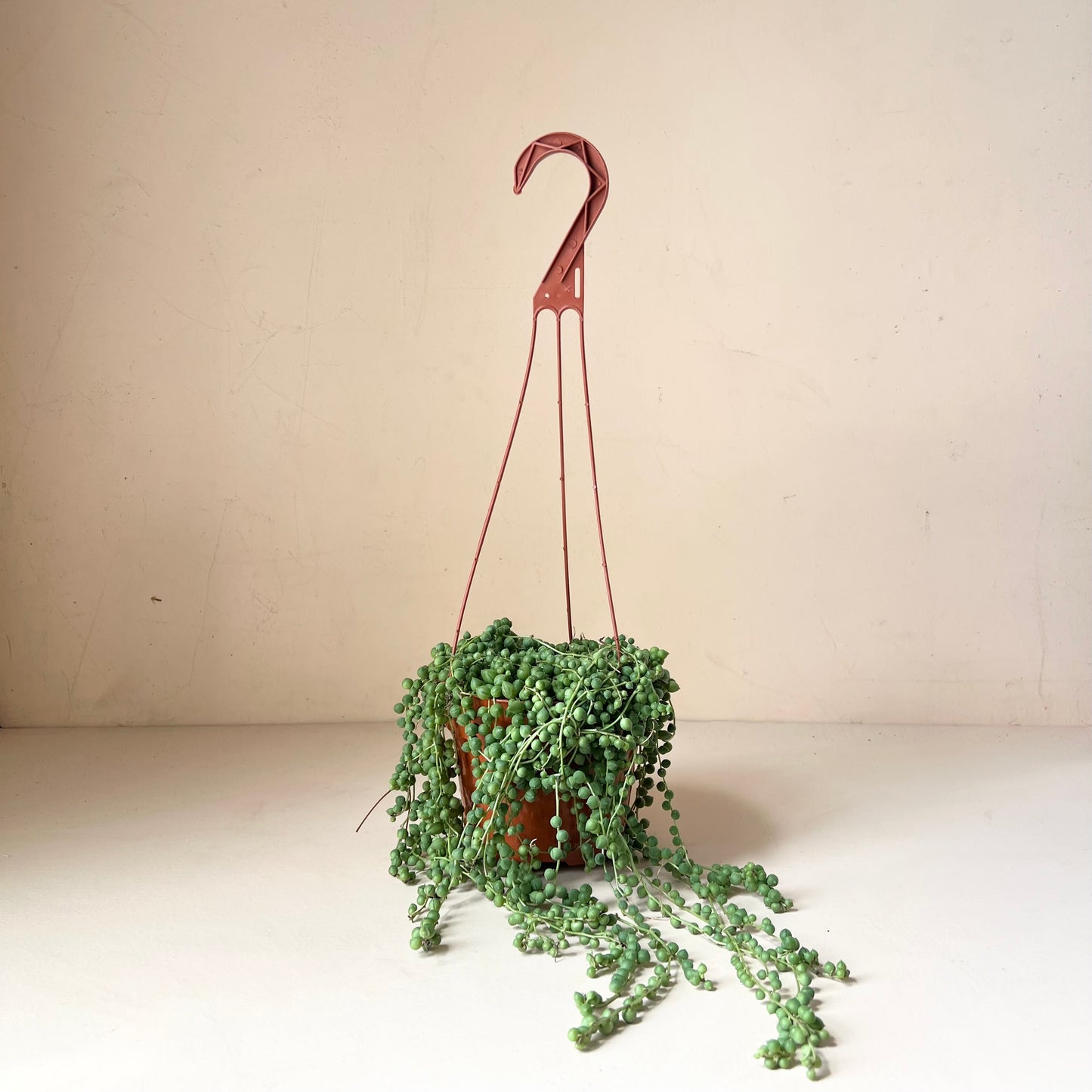 Senecio rowleyanus 'String of Pearls'