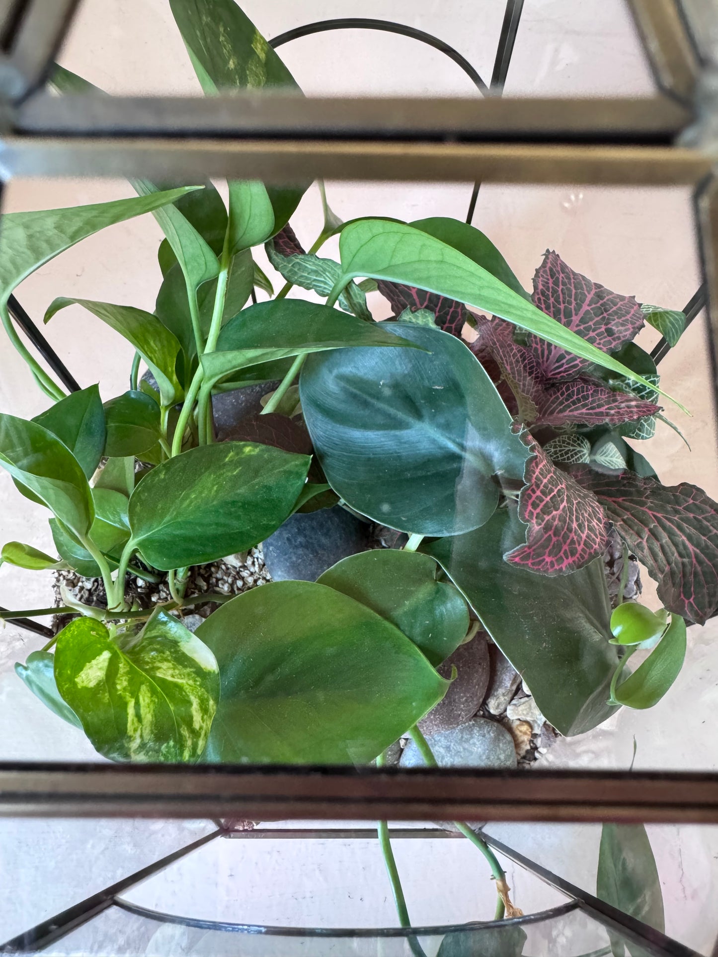Tropical Planted Solarium Glass Terrarium