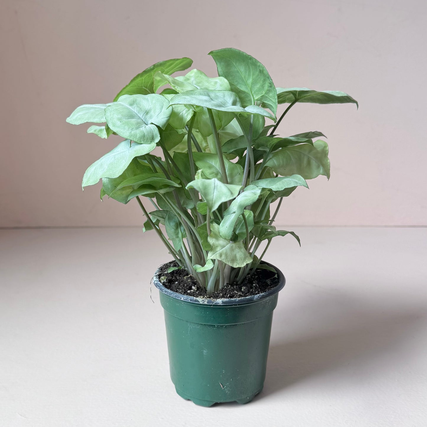 Syngonium 'Moonshine'