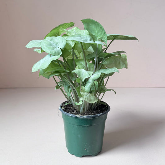 Syngonium 'Moonshine'