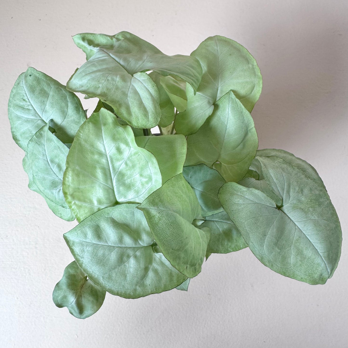 Syngonium 'Moonshine'
