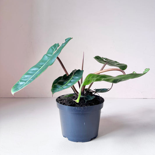 Philodendron Billietiae