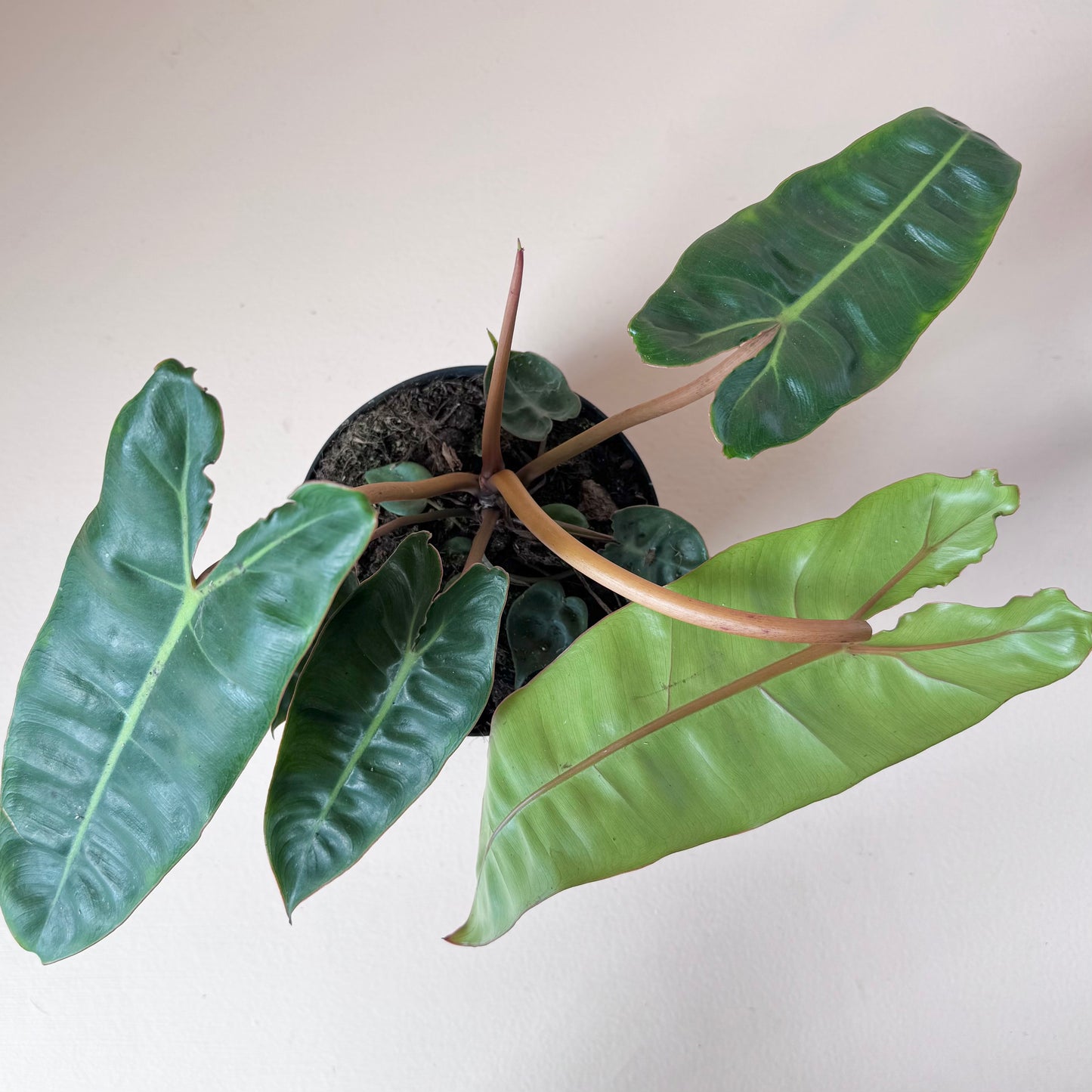 Philodendron Billietiae