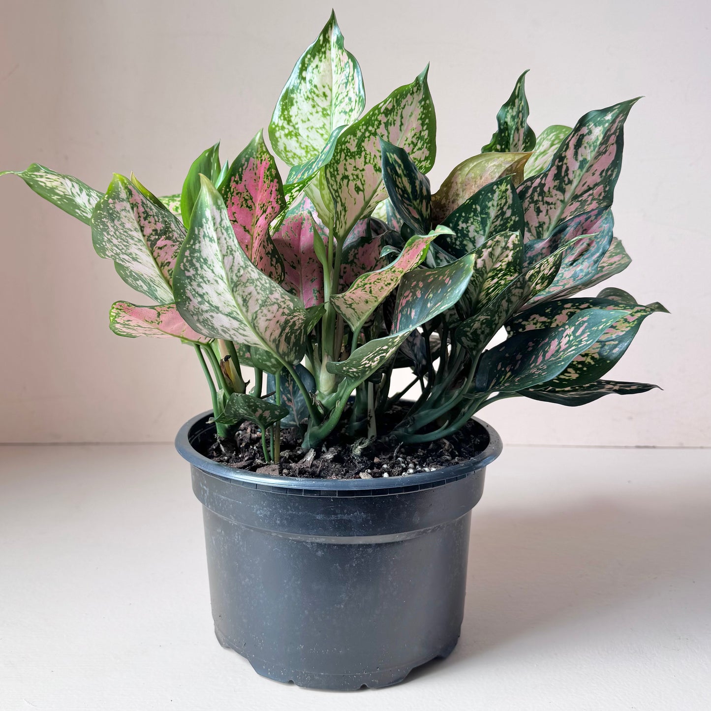 Aglaonema 'Red Valentine'