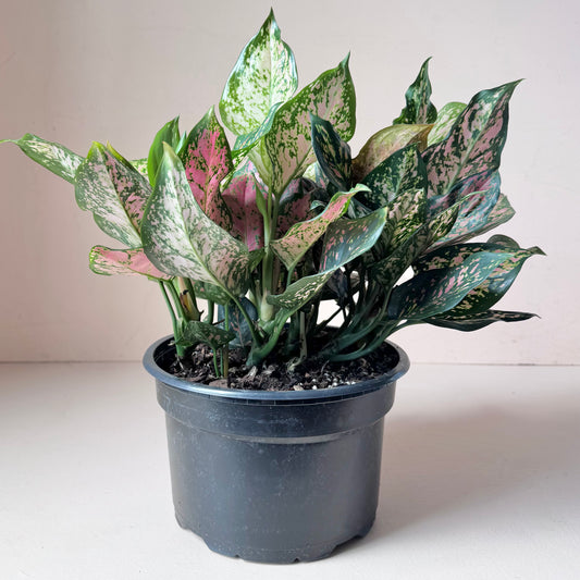 Aglaonema 'Red Valentine'
