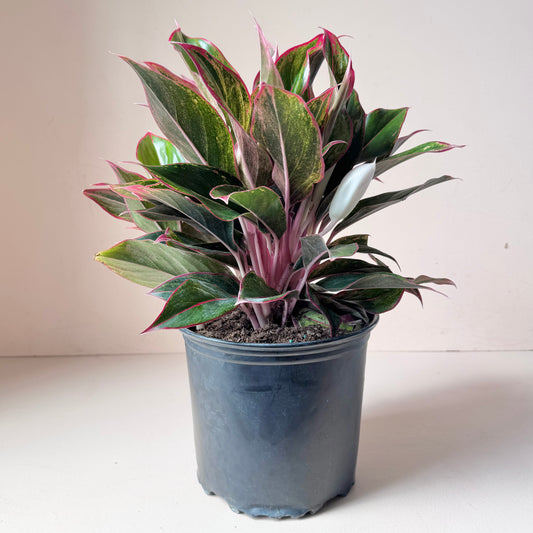 Aglaonema Siam