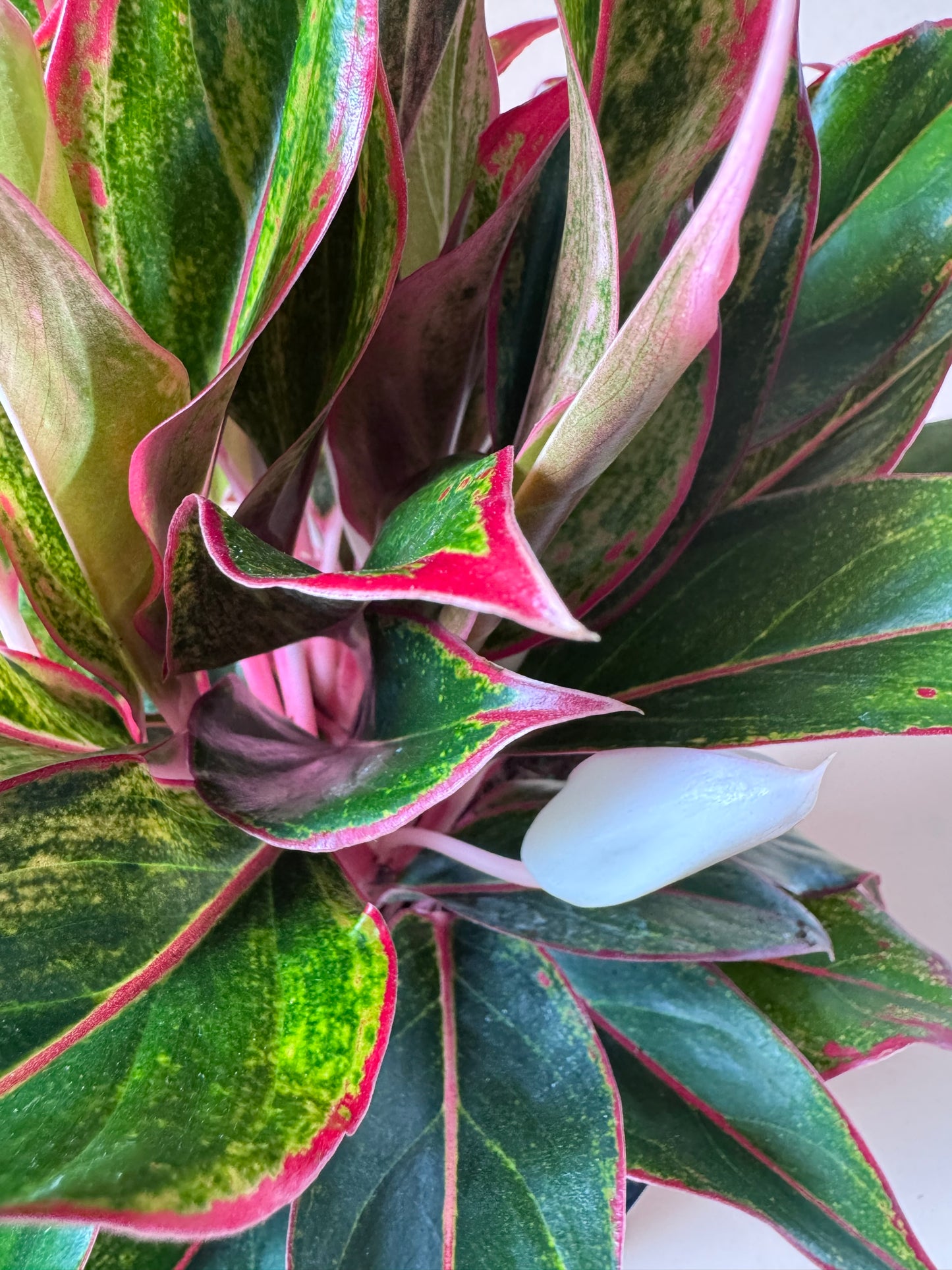 Aglaonema Siam
