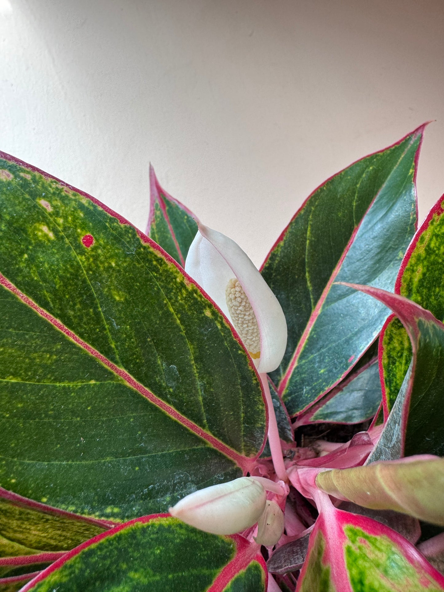 Aglaonema Siam