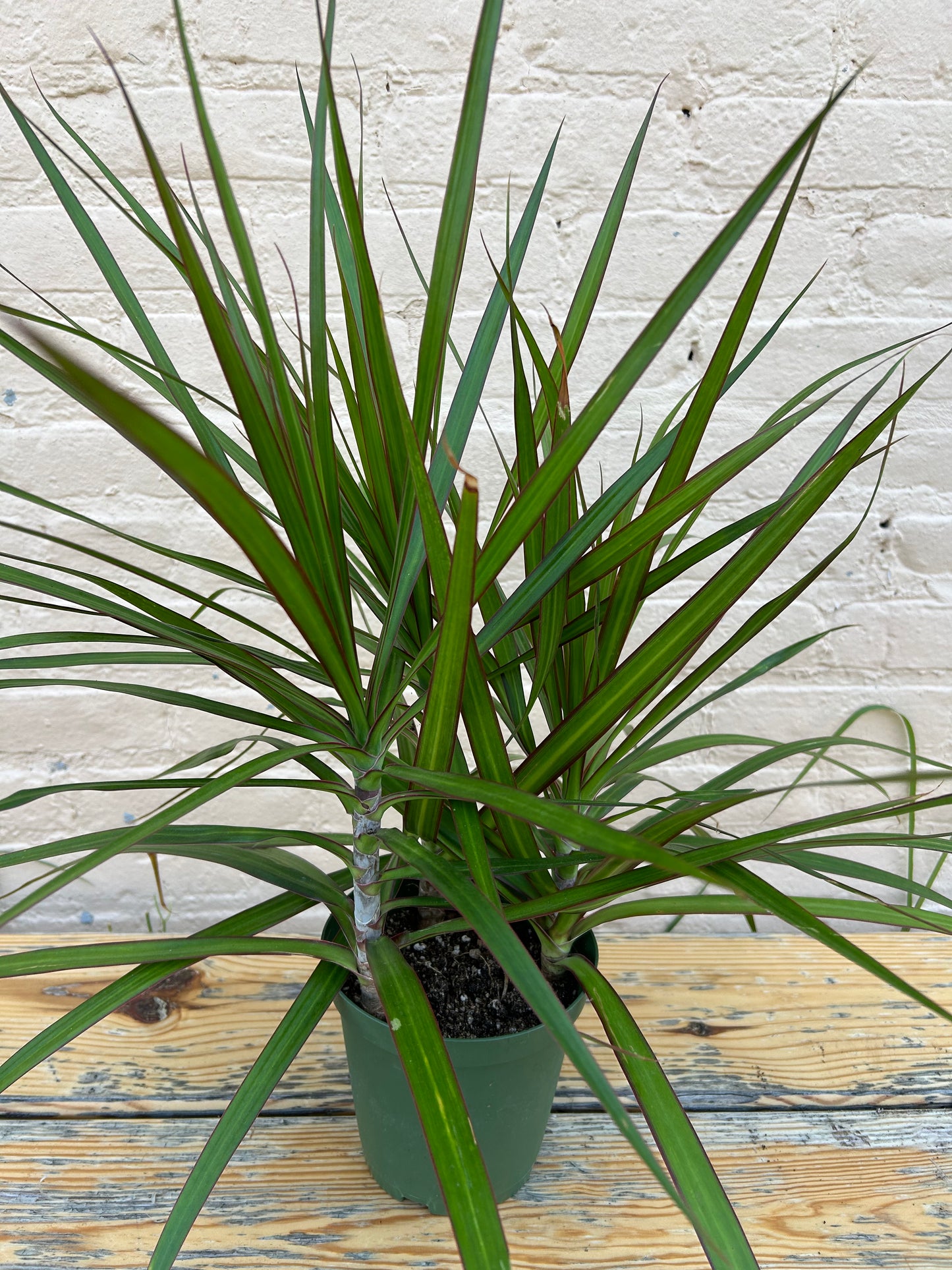 Rental Dracaena angustifolia 'Dracaena Marginata'