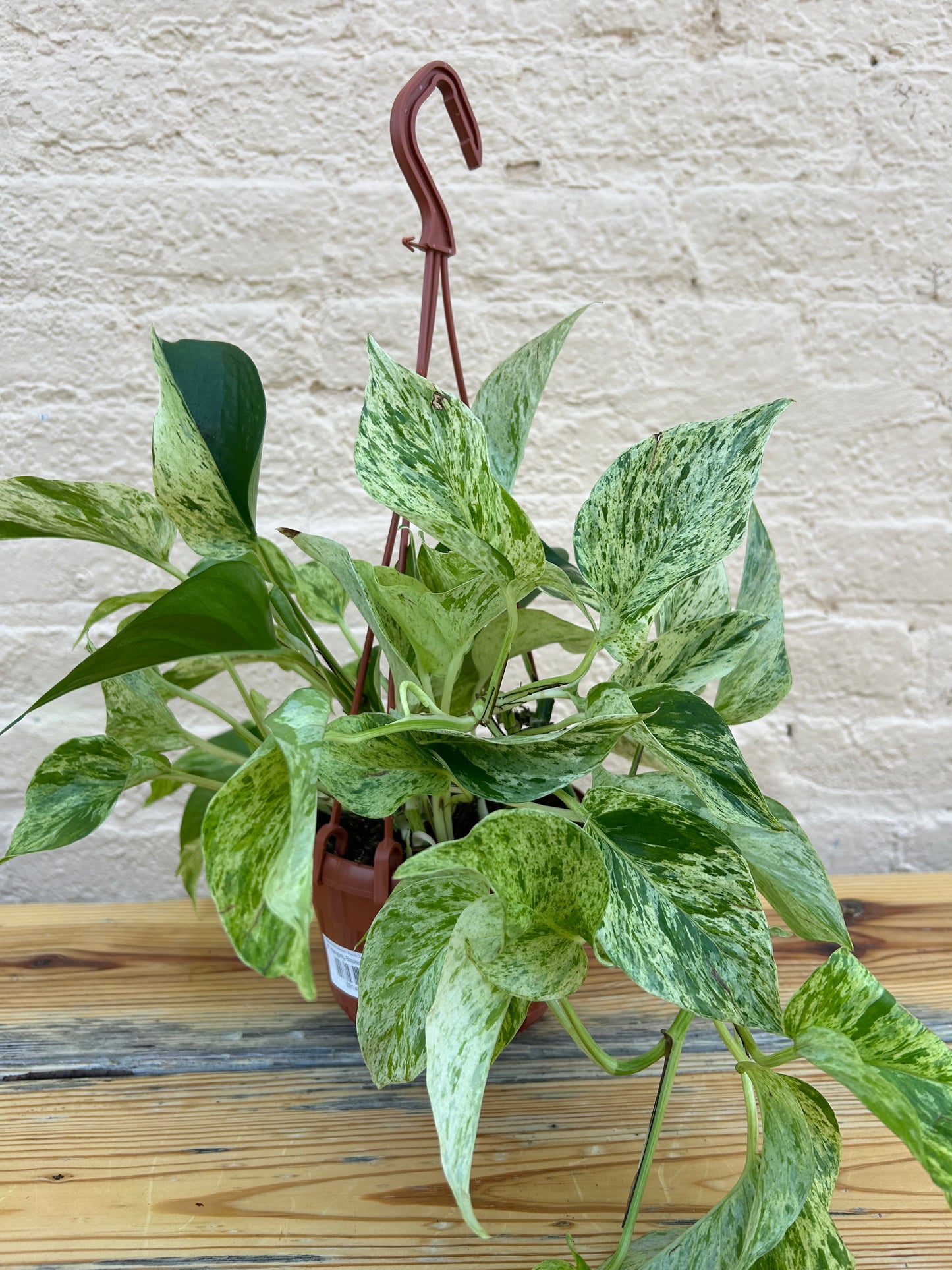 Epipremnum aureum 'Marble Queen Pothos'