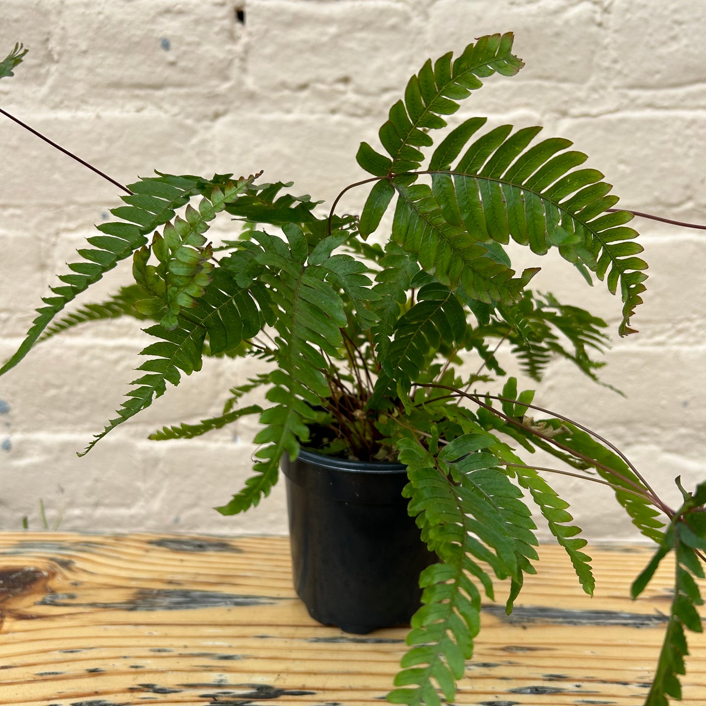 Pteris quadriaurita 'Tricolor Fern'