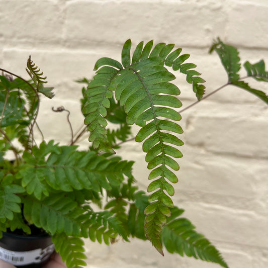 Pteris quadriaurita 'Tricolor Fern'