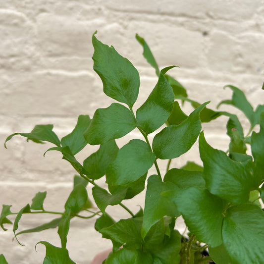 Cyrtomium falcatum 'Holly Fern'