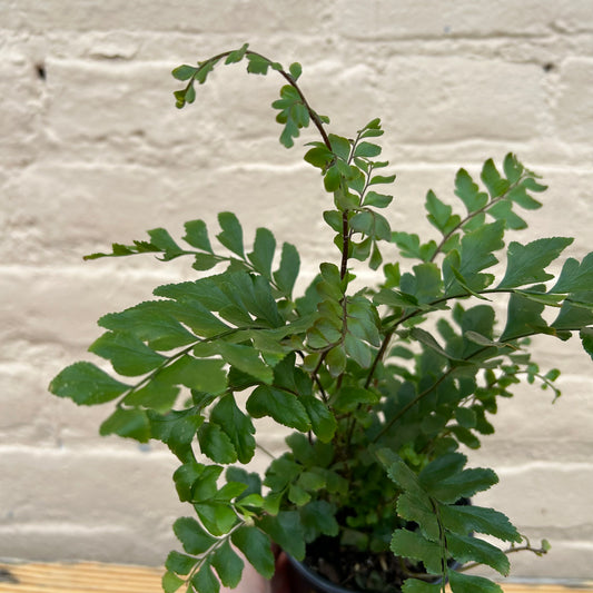 Didymochlaena truncatula 'Mahogany Fern'